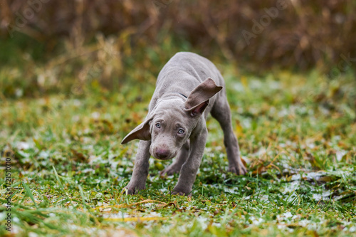 Little Weimaraner puppy flopping his big ears. Pure breed puppy. Hunting dog