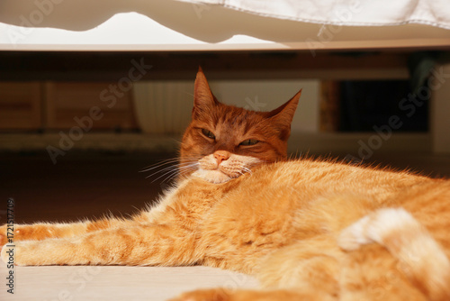 Bild auf Leinwand a ginger cat lies on the floor under the bed and basks in the sun