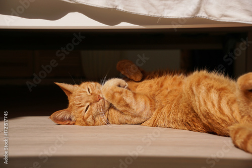 a cute ginger cat sleeping on its back with its belly up on the floor under the bed