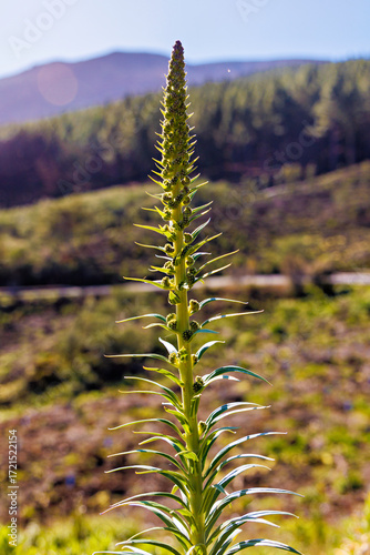Green Tower of Jewels (Echium wildpretii) in Tenerife
