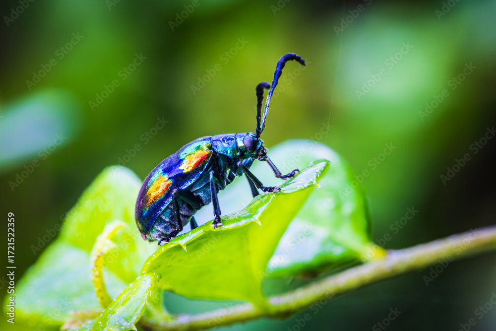 Naklejka premium A little bug on the leaf.