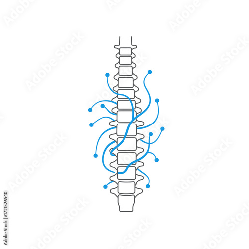 A precise, minimalist illustration of the human spinal column, highlighting intricate neural pathways essential for the body's nervous system and health.