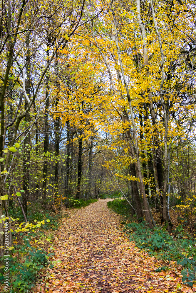 Obraz premium Chemin d'automne