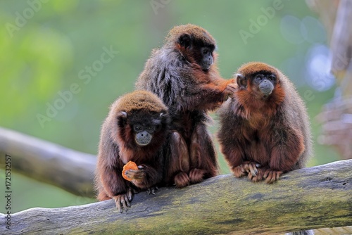 Coppery titi (Plecturocebus cupreus, Syn.: Callicebus cupreus), three coppery titi, group, feeding, social behaviour, adult, alert, tree trunk, South America