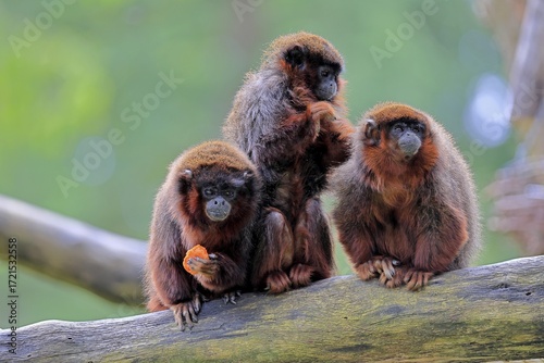 Coppery titi (Plecturocebus cupreus, Syn.: Callicebus cupreus), three coppery titi, group, feeding, social behaviour, adult, alert, tree trunk, South America