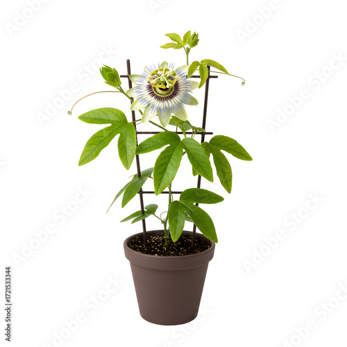 A potted passiflora vine with delicate white and purple blooming flower on a dark support