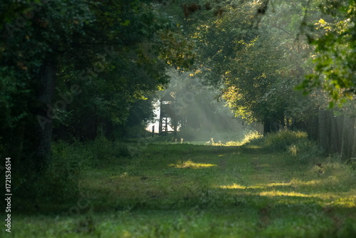 Hunting tower in the forest	
