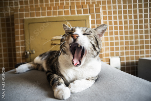 Photography Calm cat sitting on a gray sofa