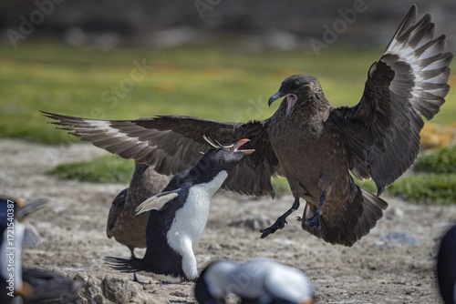 Rockhopper penguin (Eudyptes chrysocome) fending off a skua (Strecorarius antarcticus), Pebble Island, Falkland Islands, Great Britain, South Atlantic