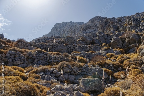 Stony mountain landscape overgrown with maritime squill (Drimia maritima) under a bright sun, hike to the ancient Dorian city of Vrougounda and the cave church of St John Vrykountas, Avlona, Karpathos, Greece