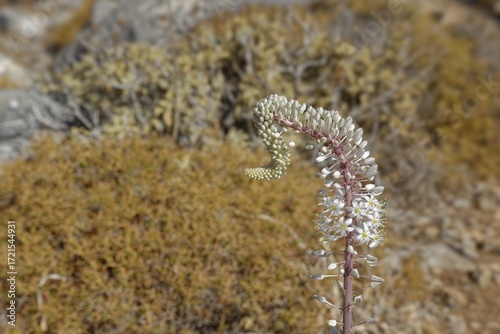 Maritime squill (Drimia maritima) in a desert-like landscape, hike to the ancient Dorian city of Vrougounda and the cave church of St John Vrykountas, Avlona, Karpathos, Greece