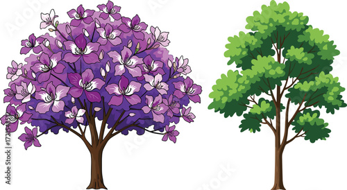Flowering tree with purple blossoms, green deciduous tree foliage, seasonal landscape illustration, botanical contrast, ornamental garden design, natural beauty, environmental nature art