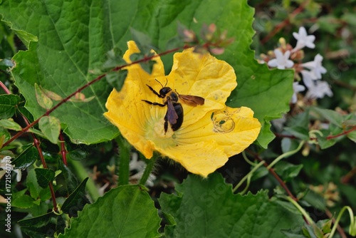 ヘチマの花とミツバチ