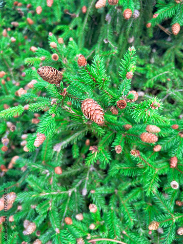 Vibrant green conifer tree, spruce or fir - pinaceae. Dense needles and numerous cones in various sizes. Natural beauty of evergreen. Natural background for poster or greeting xmas card.