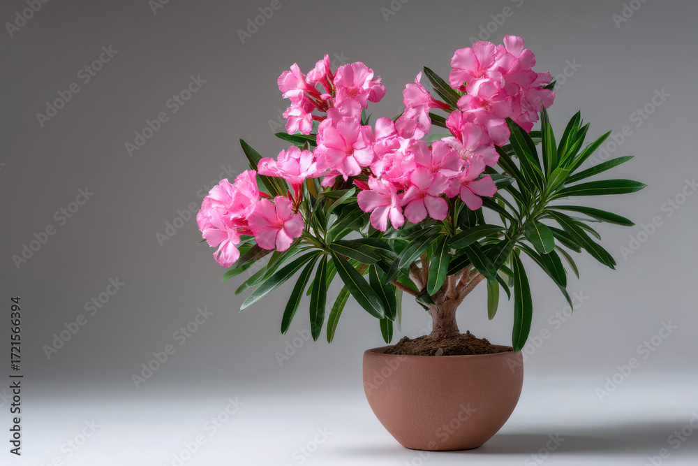 Fototapeta premium Beautiful pink oleander flowers in a terracotta pot against a neutral background
