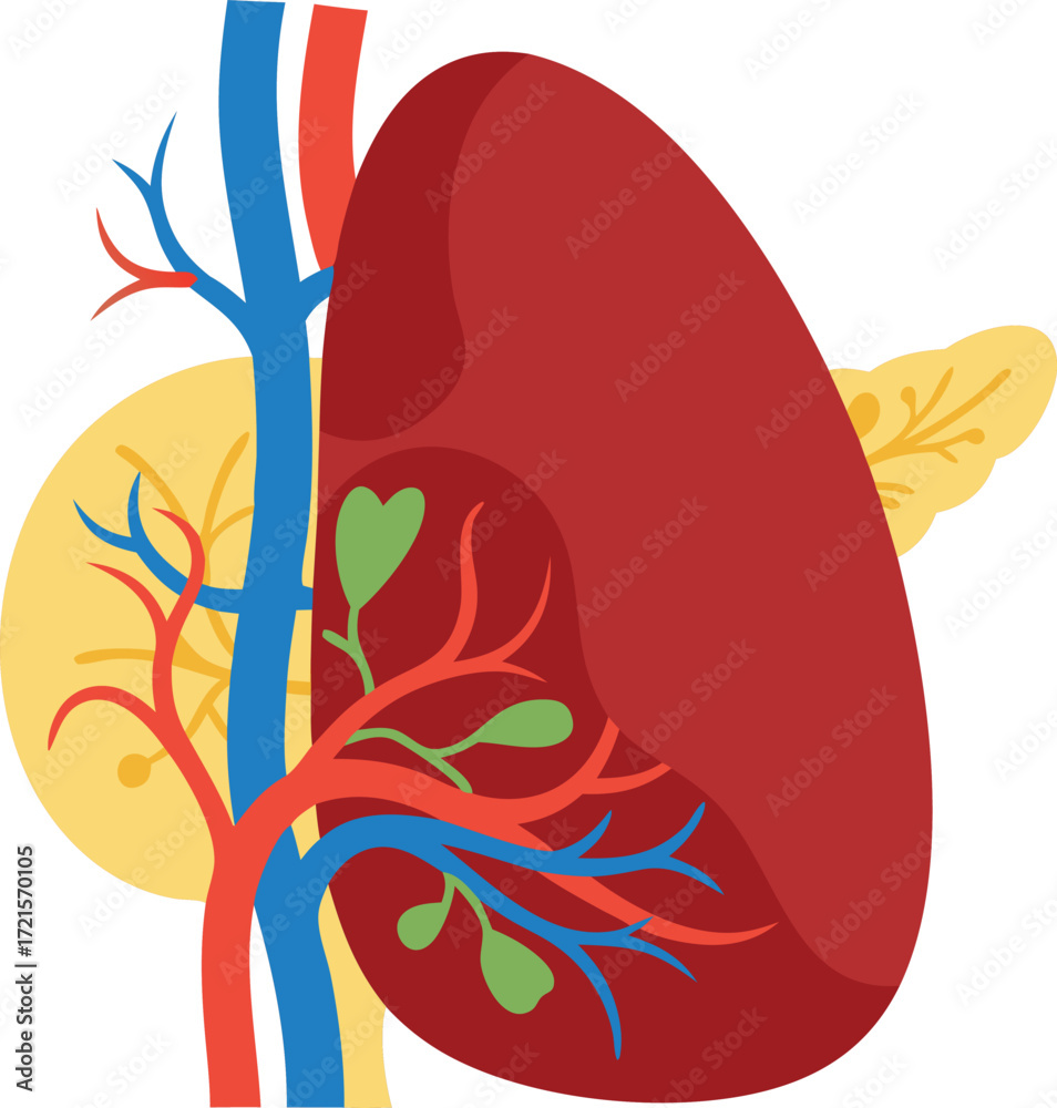 Obraz premium A detailed illustration of the human kidney, highlighting blood vessels, renal arteries, and surrounding tissue in a biological context