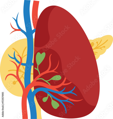 A detailed illustration of the human kidney, highlighting blood vessels, renal arteries, and surrounding tissue in a biological context