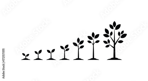 Illustrative depiction of a tree s growth stages from a seed to maturity