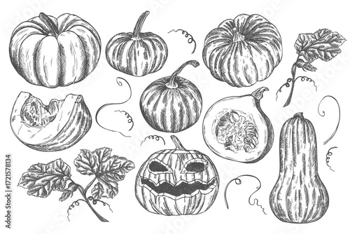 Hand drawn ink pumpkin, butternut squash vegetable sketches set. Food drawings for labels and packaging. Vegetarian menu. Healthy diet.