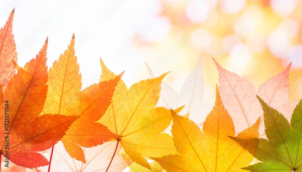 Fototapeta premium Japanese maple leaves (MOMIJI) background
