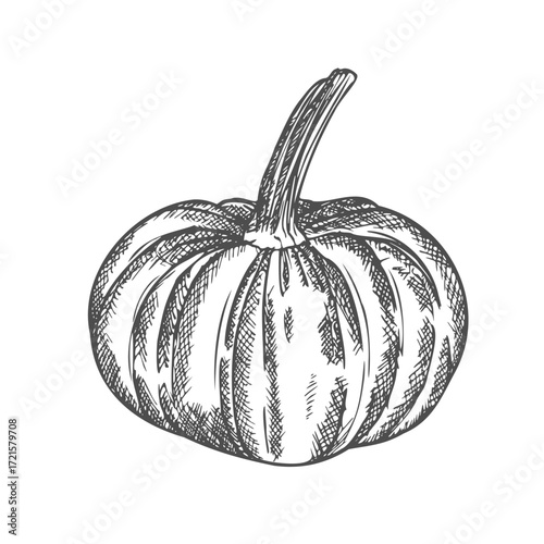 Pumpkin sketch drawing with leaves, vector illustration