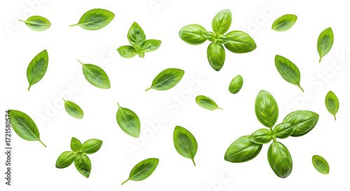 Fresh Basil Leaves On Black Background