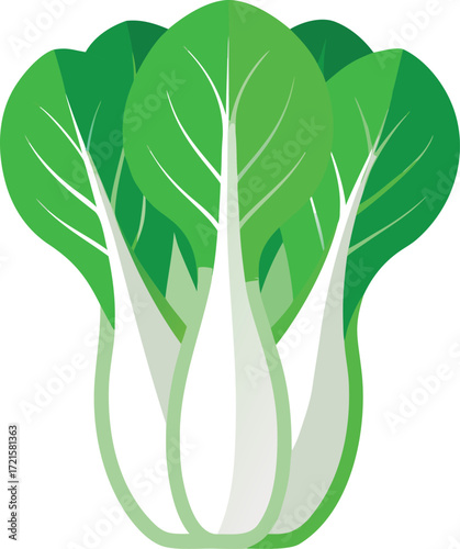 Fresh bok choy vegetable vector illustration for healthy food graphics