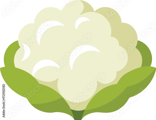 Fresh cauliflower vector illustration scalable for culinary and design projects