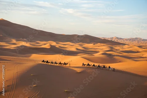 Fototapeta Wide-angle photograph of a camel caravan traveling through the sand dunes of the Merzouga Desert in Morocco during sunset. The golden light highlights the textures of the desert landscape.
