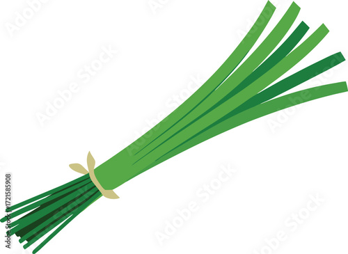 Fresh green chives herb bundle vector illustration scalable eps for culinary and design projects