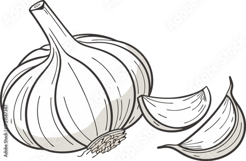 Garlic bulb and cloves vector illustration scalable food ingredient icon