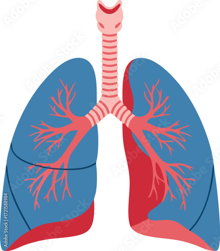 Anatomical illustration showing the human lungs, trachea, and bronchial branches in a clear frontal view highlighting the respiratory system