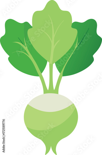 Kohlrabi vegetable vector illustration fresh green leaves scalable eps food icon