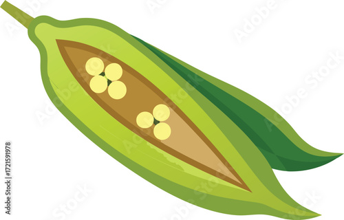 Vector illustration of a fresh okra pod cut open revealing edible seeds