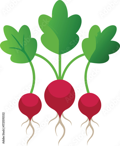 Fresh radish greens and roots vector illustration scalable eps icon for food graphics