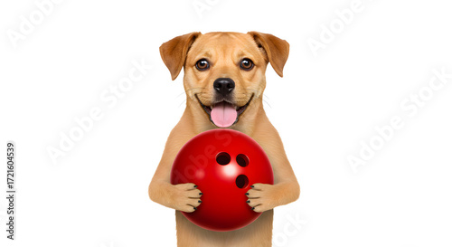 Happy Tan Dog Holding Red Bowling Ball Isolated on White
