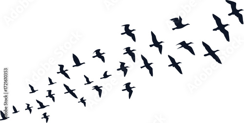 Large flock of birds flying in V-formation silhouette on white background. Elegant wildlife scene  migration, unity, and freedom. Perfect for nature, sky, and travel design projects.