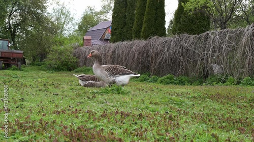 Two grey geese stand in a grassy area. A rustic wooden fence and a small building are visible in the background. The grass is predominantly green with patches of reddish brown. Natural daylight