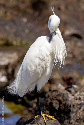 Little Egret Preening on a Rock in Tenerife