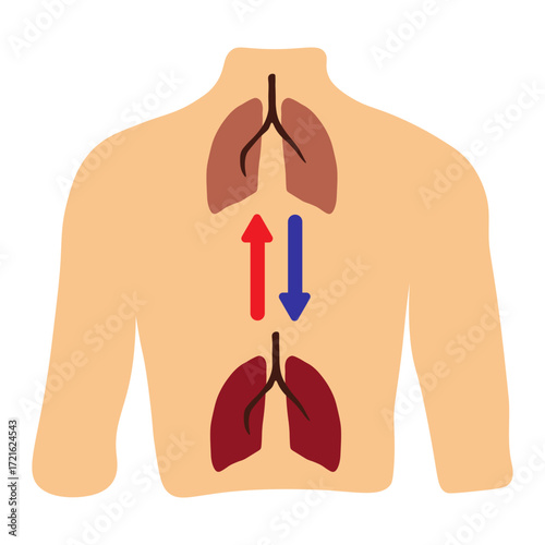 Lung Transplant
