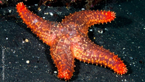 A starfish rests on dark sand
