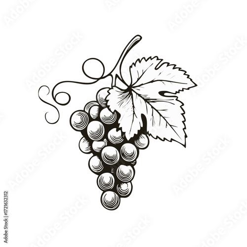 Engraved style illustration of a grape bunch with a leaf and tendrils. Vintage black and white fruit design.