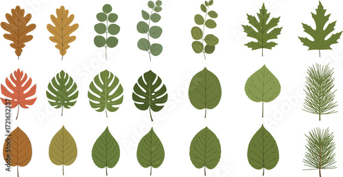 Collection of assorted leaf types in diverse shapes and textures