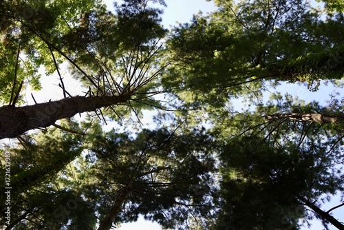 A view of the tall pine trees in the forest.