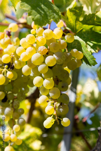 Close-up of vibrant, ripe bunches of grapes on the vine, glistening in the sunlight. A symbol of a bountiful harvest and the essence of winemaking.