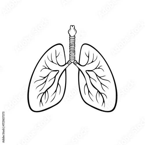 Simple line art diagram of human lungs and trachea. Respiratory system anatomy illustration.