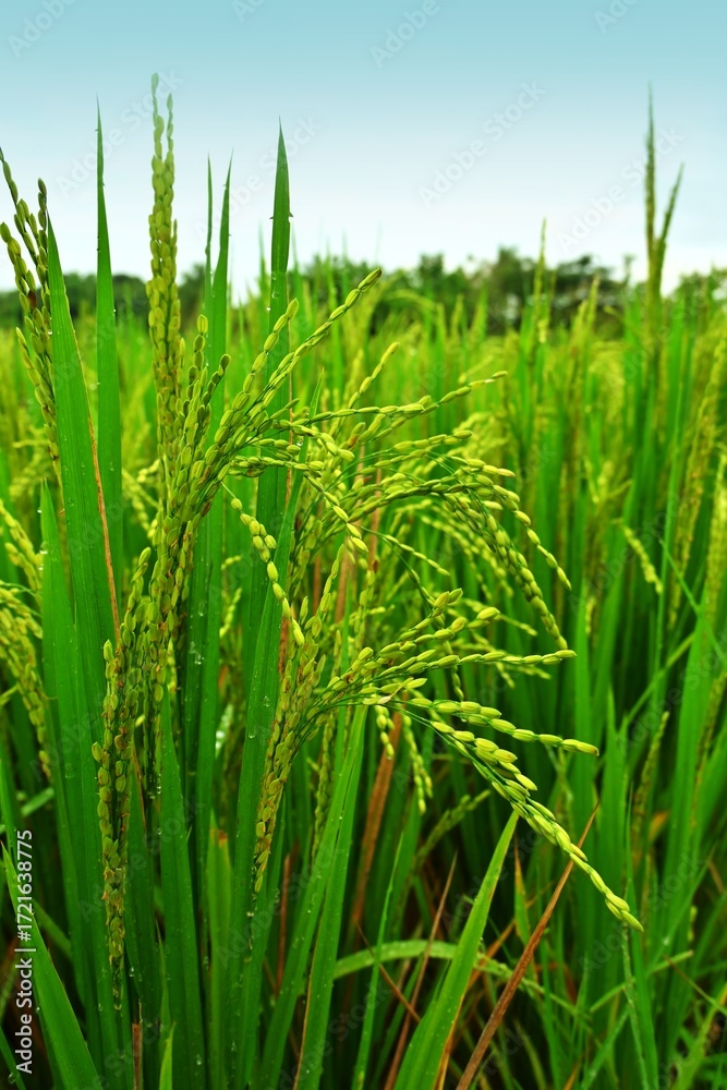Fototapeta premium green rice paddy field, Rice or paddy plant. Close-up of the rice ears, green rice plant. Grainy Paddy or Rice field in India. South India, landscape.