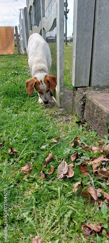 Beagle dog playing in the grass with fallen leaves on the ground