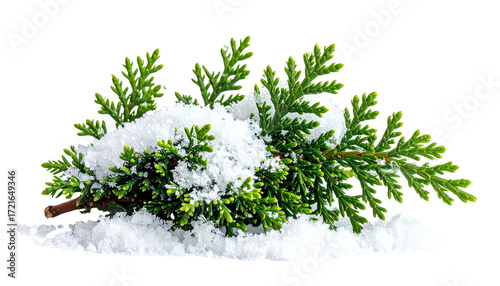 Snowy evergreen sprigs