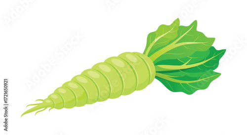Green daikon radish illustration for healthy food concept and fresh vegetable design use

